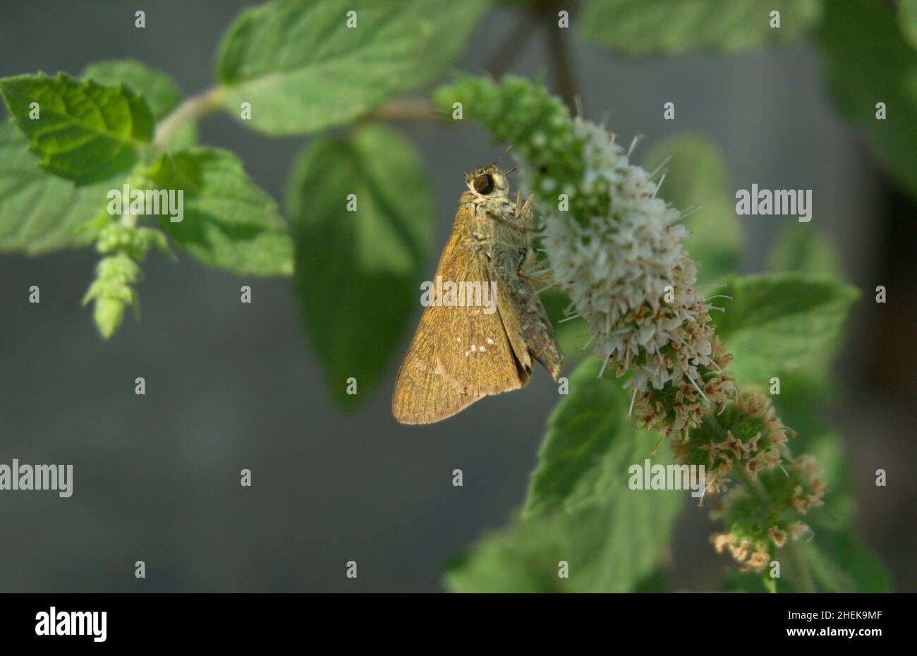 Papillon assis sur la feuille dans la nature Banque D'Images