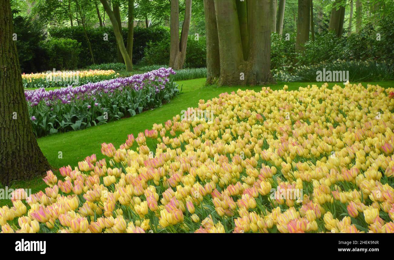 Tulipes de couleur rose-jaune-blanc dans les jardins de Keukenhof.En arrière-plan, des tulipes et des troncs de tulipes violets-blancs. Banque D'Images