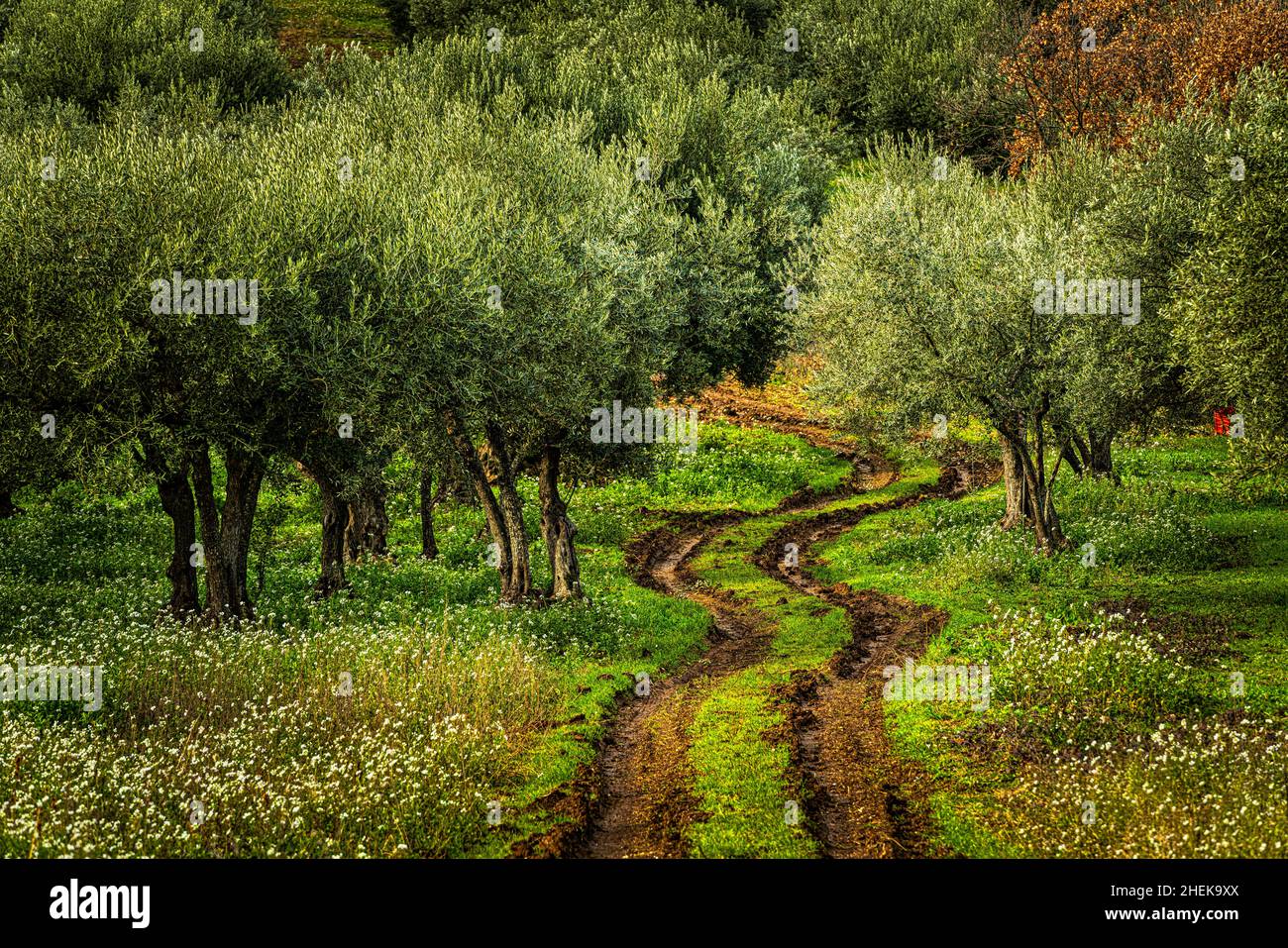 Route de campagne traversée par des tracteurs serpente à travers une oliveraie.Abruzzes, Italie, Europe Banque D'Images