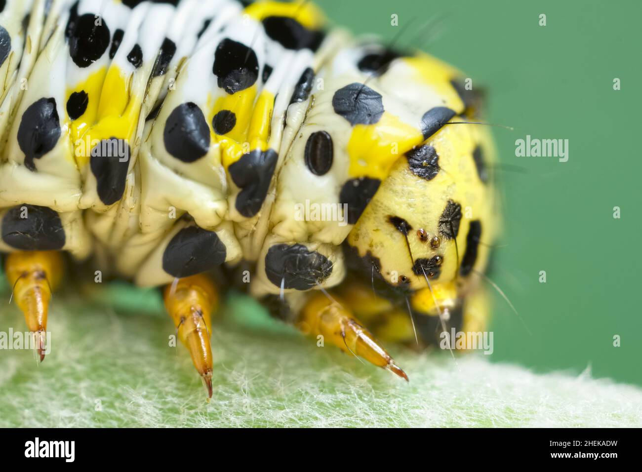 Cuculllia verbasci, Mullein Moth larva  Norfolk Royaume-Uni Banque D'Images