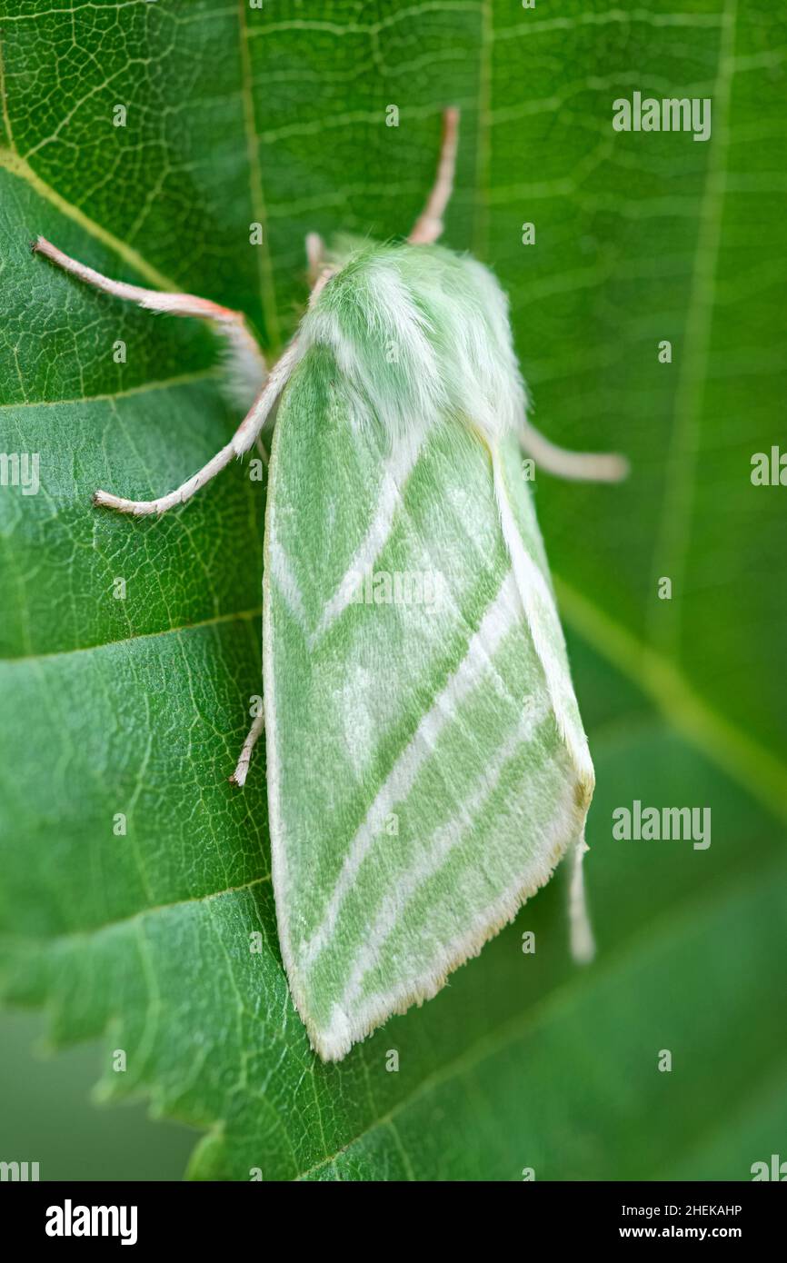 Pseudoips prasinana, Green Silver-lines Moth Norfolk Royaume-Uni Banque D'Images