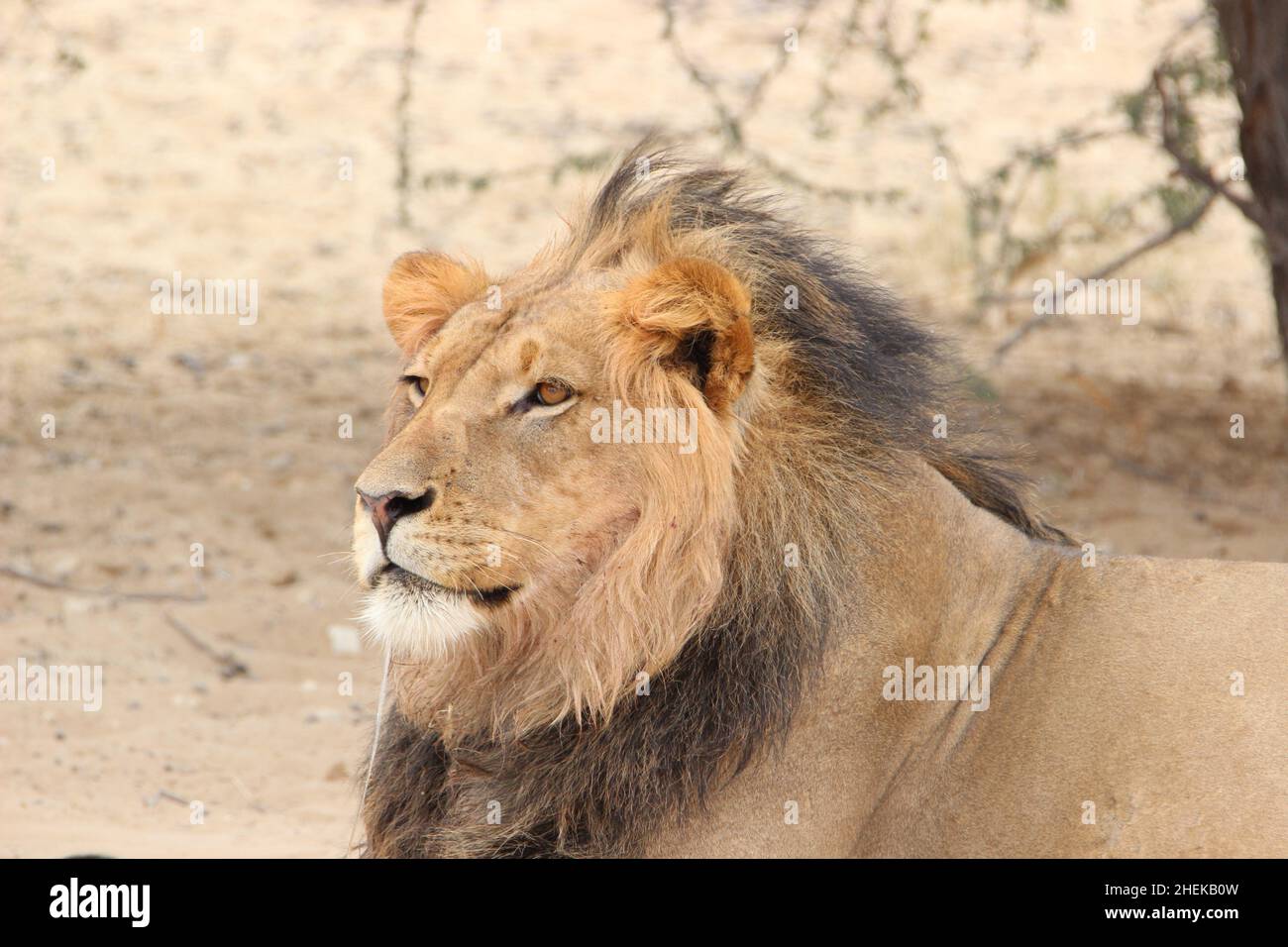 Lion à la manne noire dans le Kgalagadi Banque D'Images