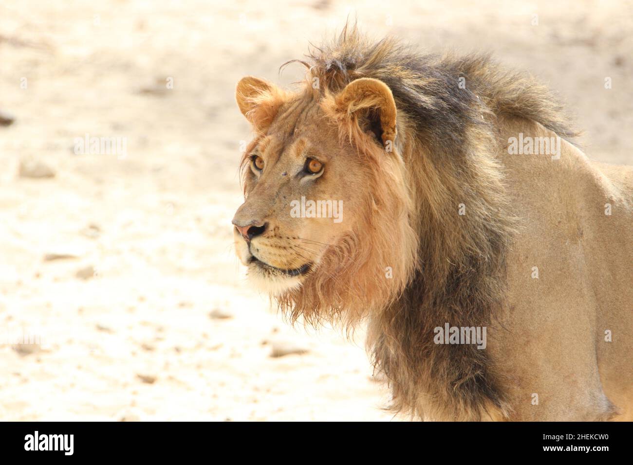 Lion à la manne noire du Kgalagadi Banque D'Images