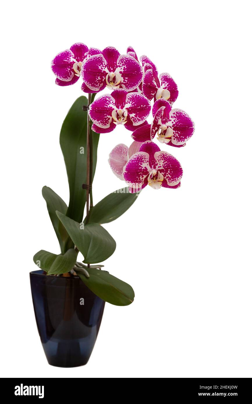 Orchidée de phalaenopsis pourpre tachetée dans un pot de fleurs isolé sur fond blanc Banque D'Images
