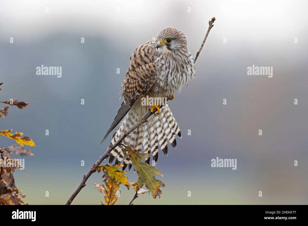 Un kestrel commun (Falco tinnunculus) perché sur une branche d'un arbre. Banque D'Images