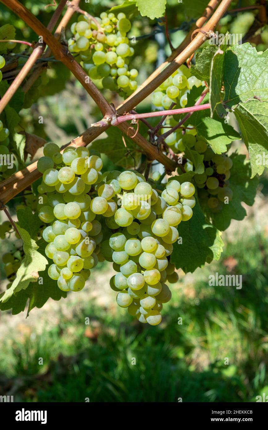 Riesling raisin vert mûr dans le vignoble en détail Banque D'Images