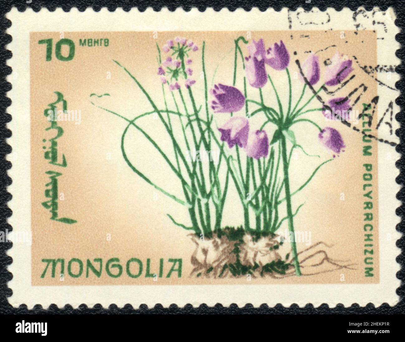 Un timbre-poste montre une Allium Subangulatum - oignon sauvage chinois (allium polyrchizum), Mongolie, 1999 Banque D'Images