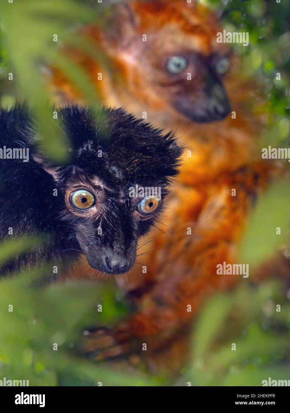 Lémuriens noirs à yeux bleus mâles et femelles, Eulemur flavifrons, également connu sous le nom de lémuriens du Sclater Banque D'Images