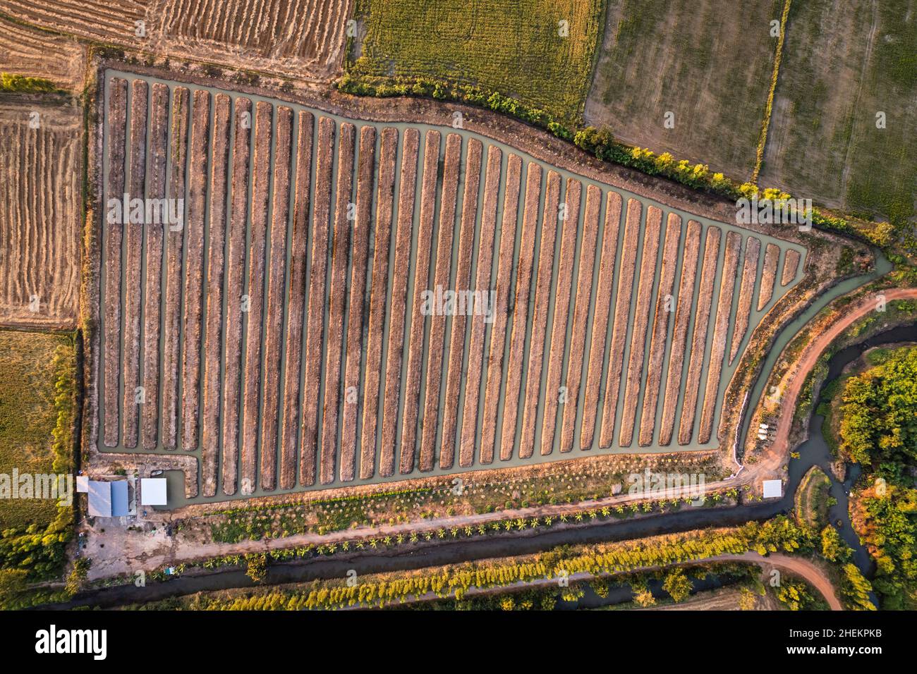 Vue de dessus gorge de plantation sur les terres agricoles dans la campagne Banque D'Images