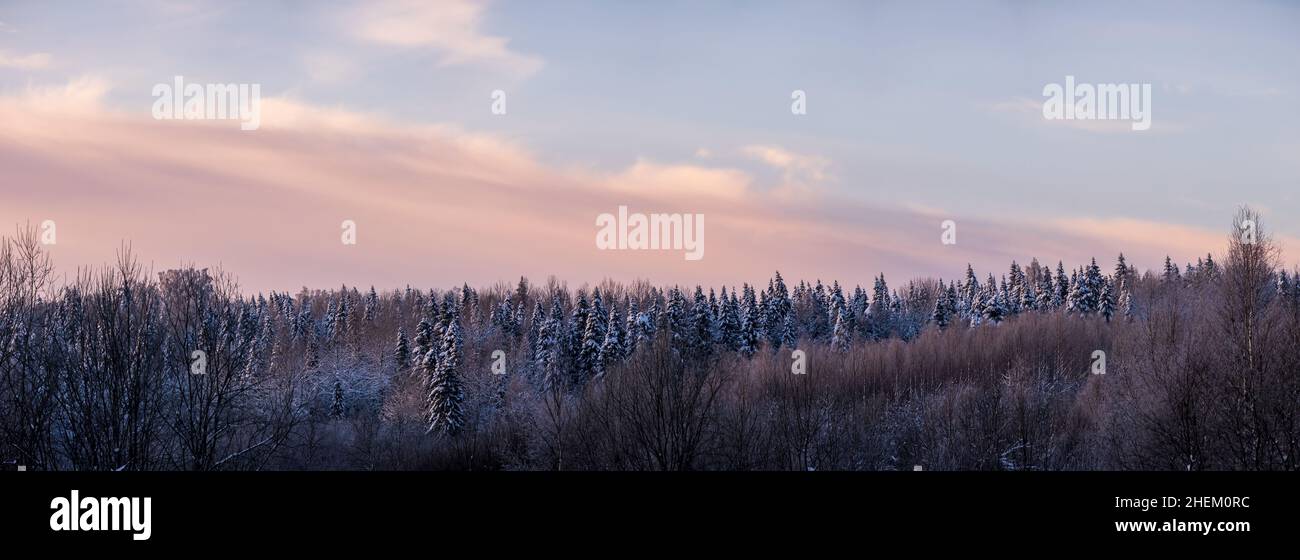 Beaux paysages d'hiver.Forêt enneigée contre le ciel, au coucher du soleil.Panorama. Banque D'Images