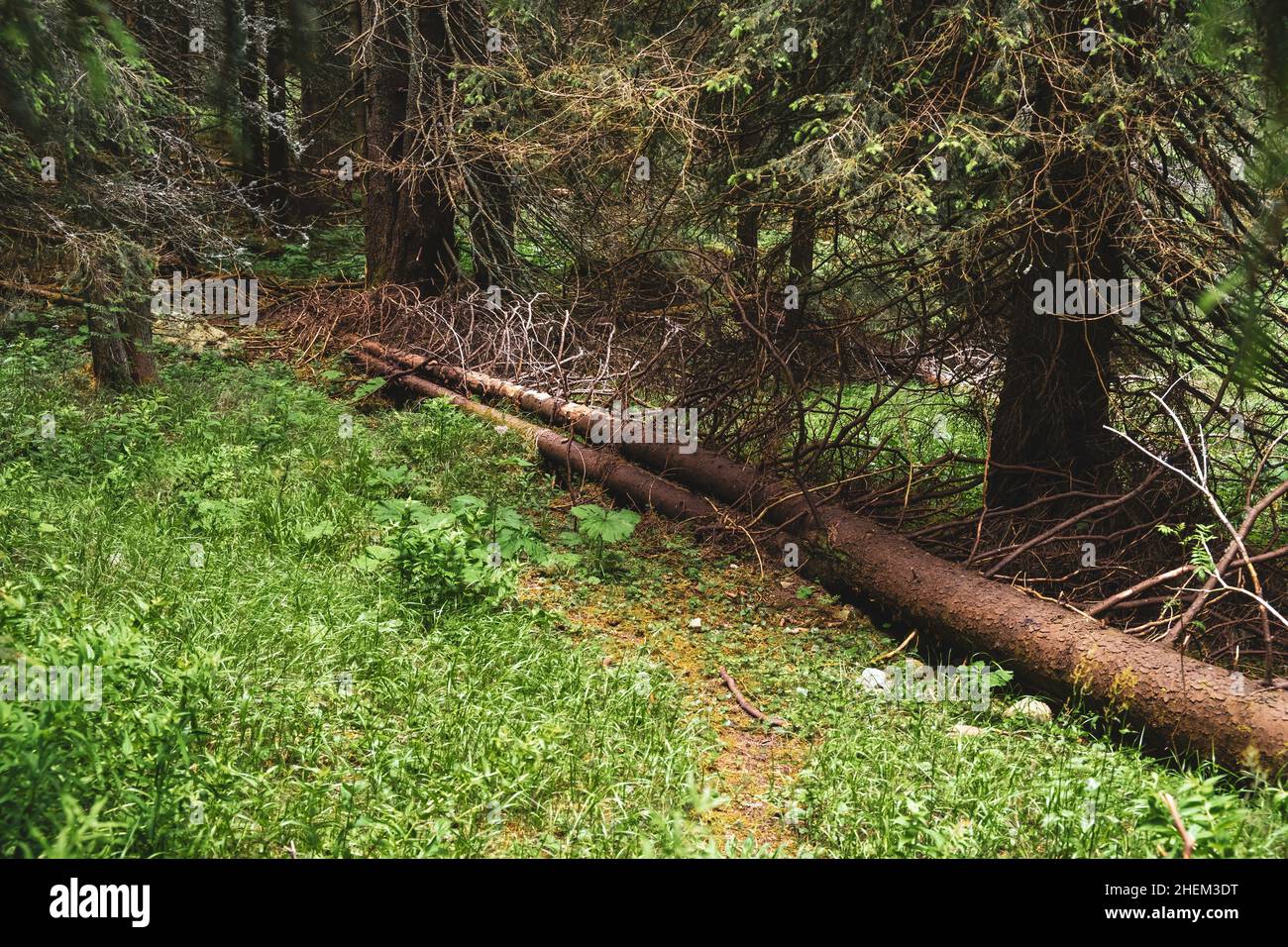 Des arbres secs tombés dans la forêt tués par le coléoptère de l'écorce.Changements climatiques et perte de biodiversité. Banque D'Images