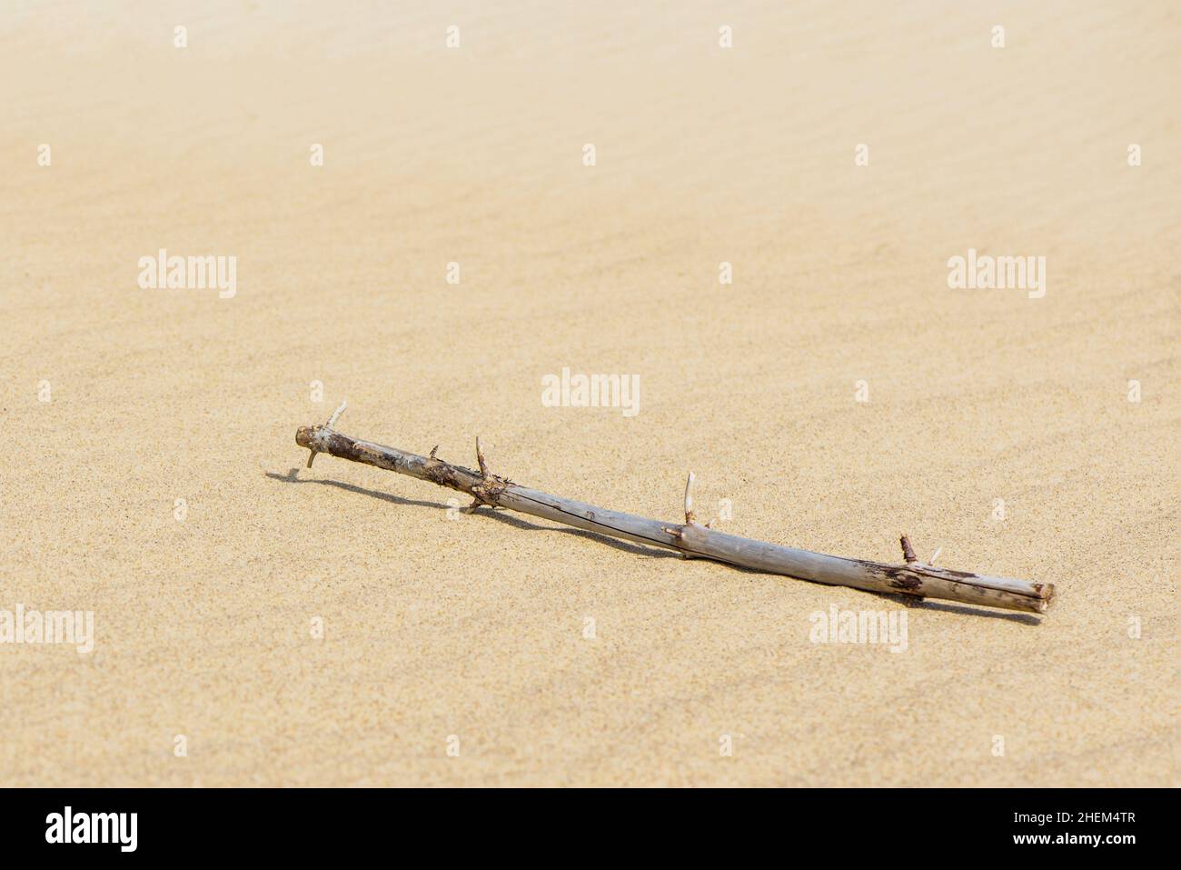 Une branche sèche d'un arbre se trouve dans le désert sablonneux.La branche se trouve sur le sable qui jette une ombre dure Banque D'Images
