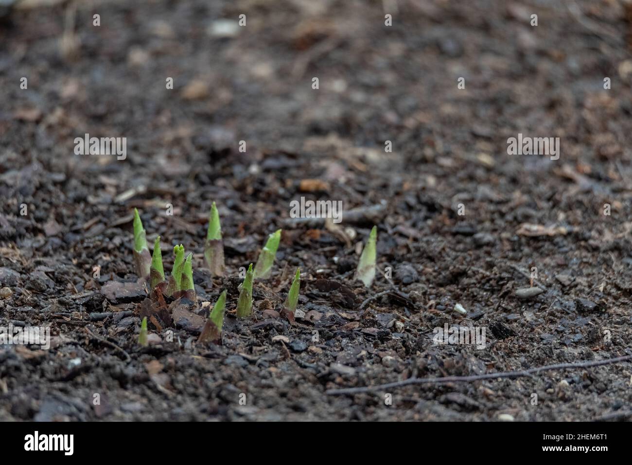 HostA, plantes émergentes.Plantes germinantes à bulbes, printemps dans le jardin.Terre parsemée d'écorce. Banque D'Images