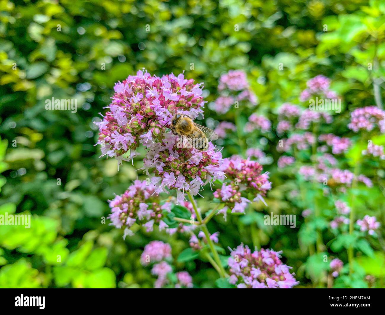 les abeilles comme le nectar coloré en fleur de la plante d'origan en été Banque D'Images