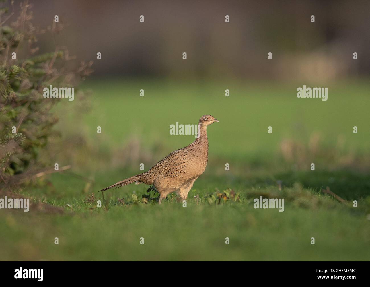 Un faisan de poule (Phasianus colchicus) , mis en évidence par la lumière du soir , montrant le détail de ses plumes. Suffolk, Royaume-Uni Banque D'Images