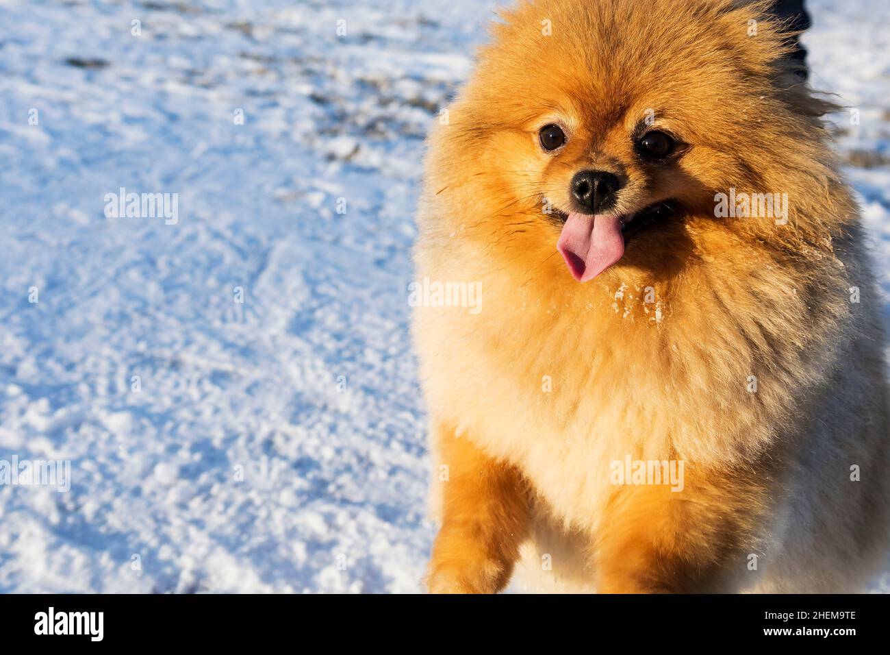 Mignon portrait de chien de Poméranie.spitz de Poméranie en gros plan.Un chien spitz à bouche ouverte.Visage de chien, adorable spitz brun de Pomeranian.Portrait de chien. Banque D'Images