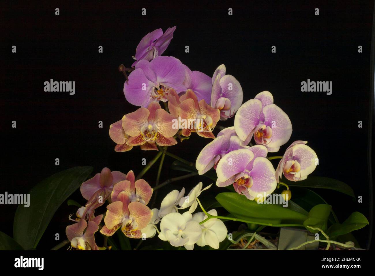 Branches d'orchidées fleuries Phalaenopsis (connues sous le nom d'orchidées papillons) sur fond noir Banque D'Images