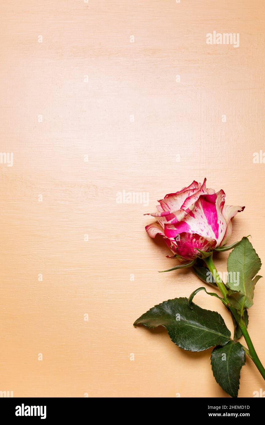 Belle fleur rose rose et blanche sur fond beige pastel, carte de  Saint-Valentin ou de mariage Photo Stock - Alamy