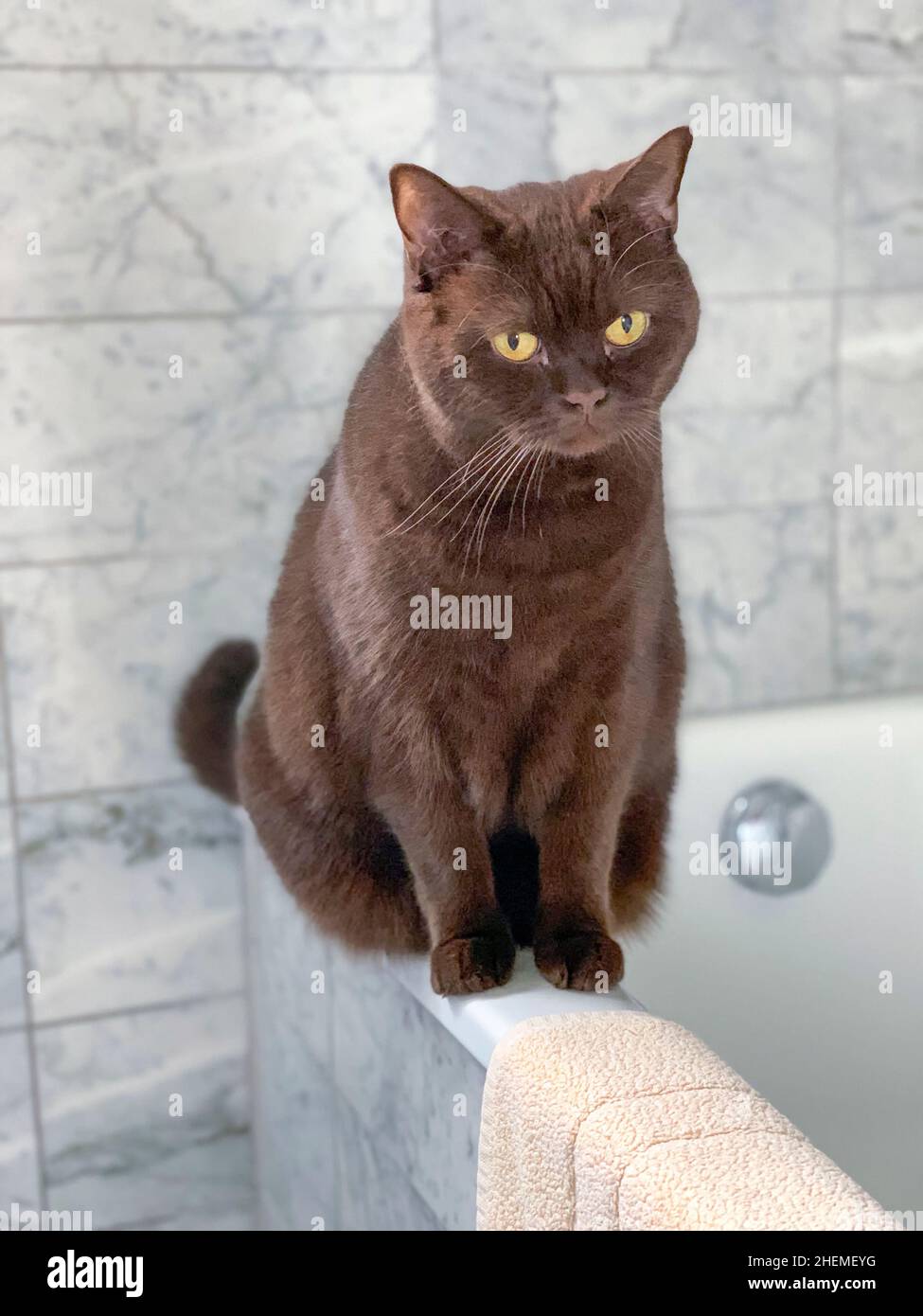 chat omestic mignon avec des yeux jaunes au coin du tube de bain Banque D'Images