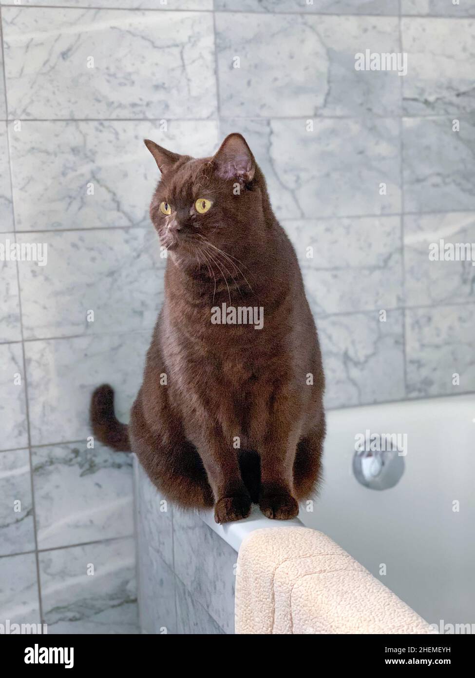 chat omestic mignon avec des yeux jaunes au coin du tube de bain Banque D'Images