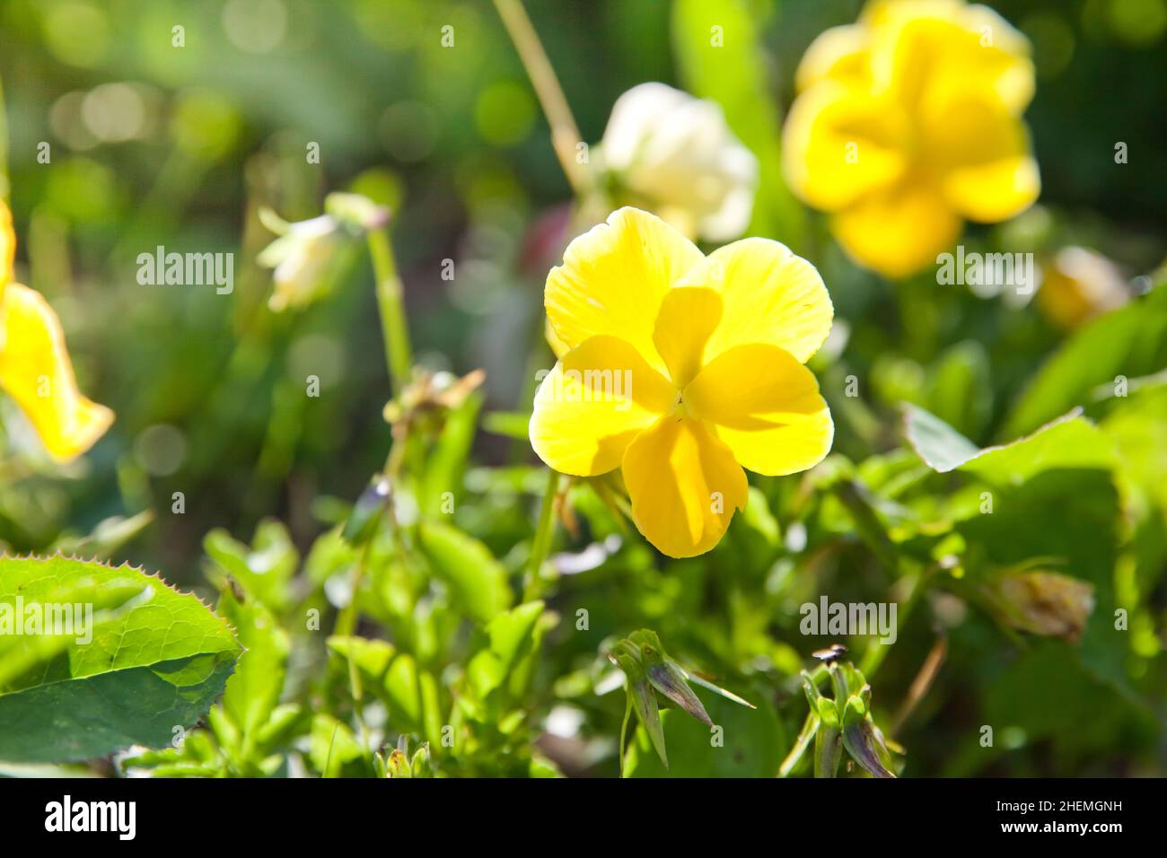 fleur de pansy.La pansy de jardin est un type de plante hybride à grande fleur cultivée comme une fleur de jardin. Banque D'Images