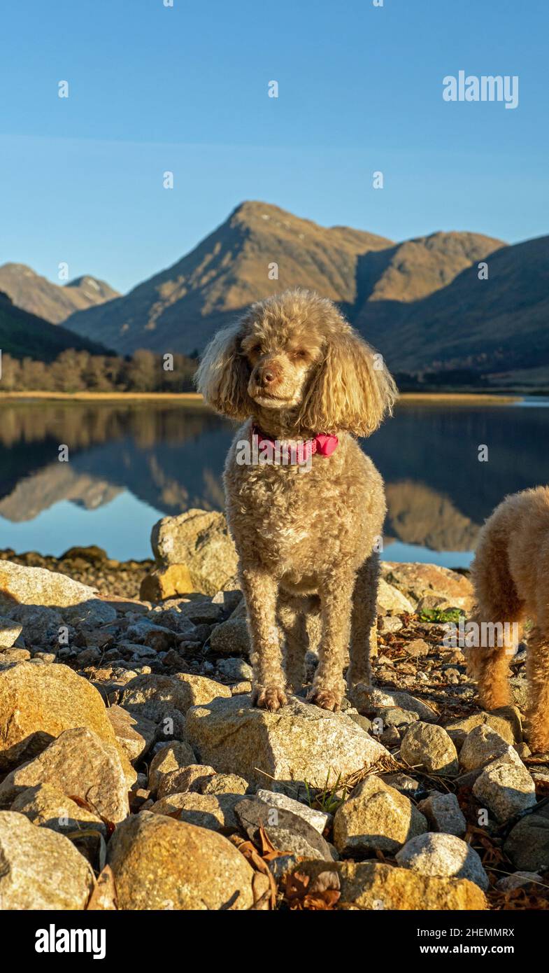 Poodle miniature marron posant sur les rochers à Glen Etive Scotland Banque D'Images