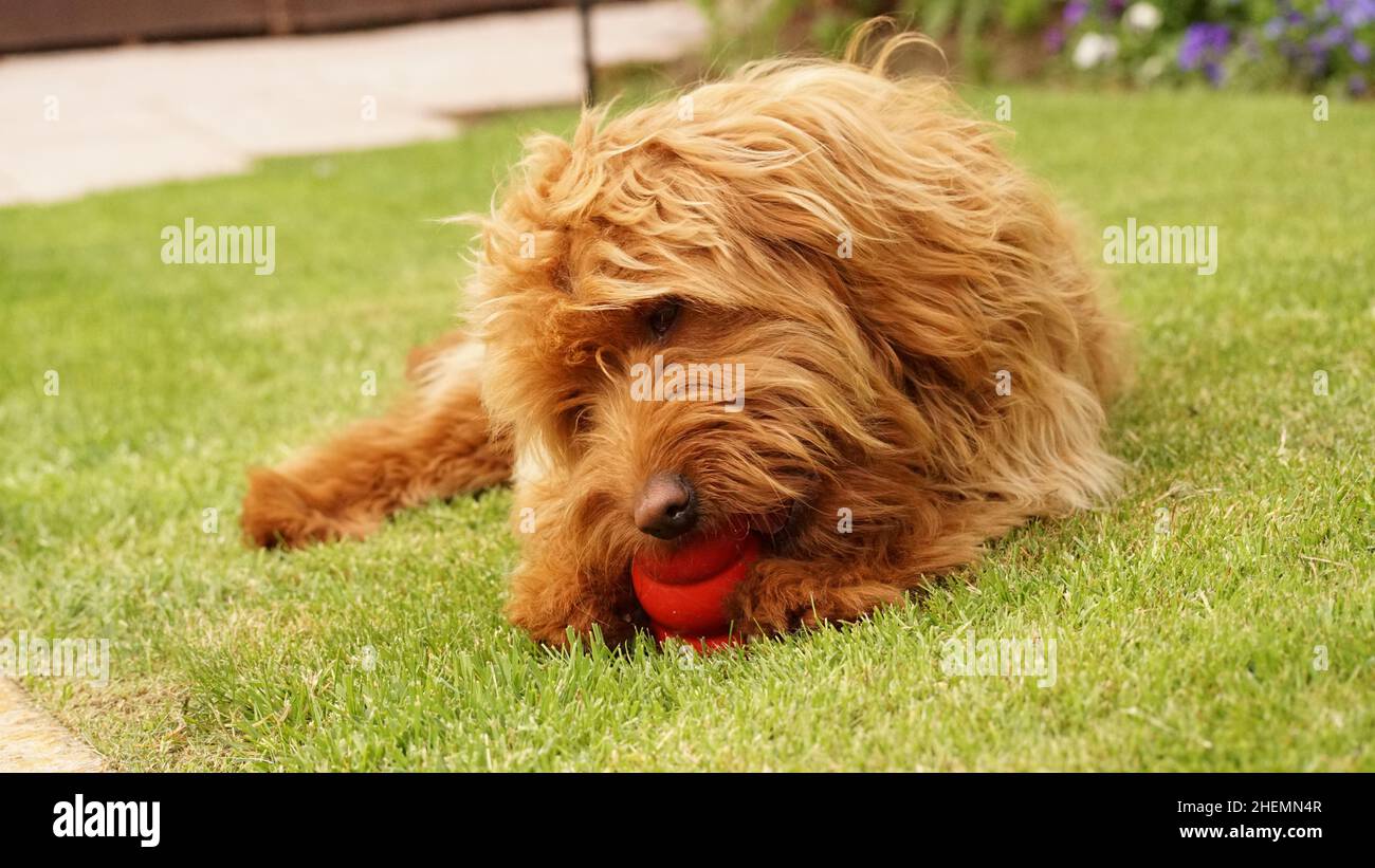 Mignon chien de famille, chien doré à l'extérieur dans la nature, allongé sur l'herbe mastigeant un jouet. Banque D'Images