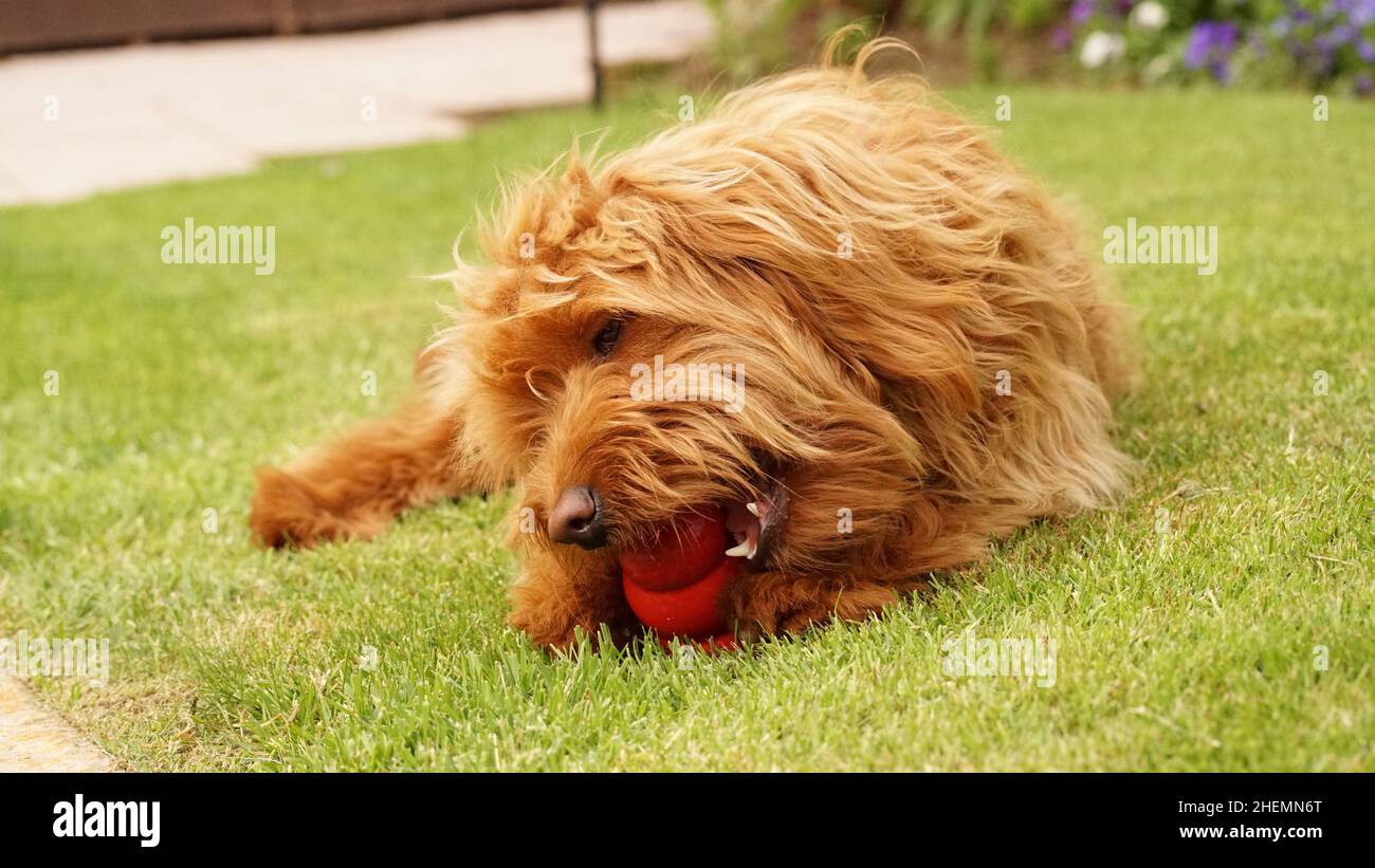 Mignon chien de famille, chien doré à l'extérieur dans la nature, allongé sur l'herbe mastigeant un jouet. Banque D'Images