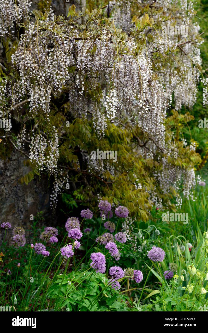 violet allium, blanc wisteria, alliums et wisteria, blanc et violet fleur, fleurs, arrangement mixte de plantation, grimpeur et bulbe schéma de plantation, plante inhabituelle Banque D'Images