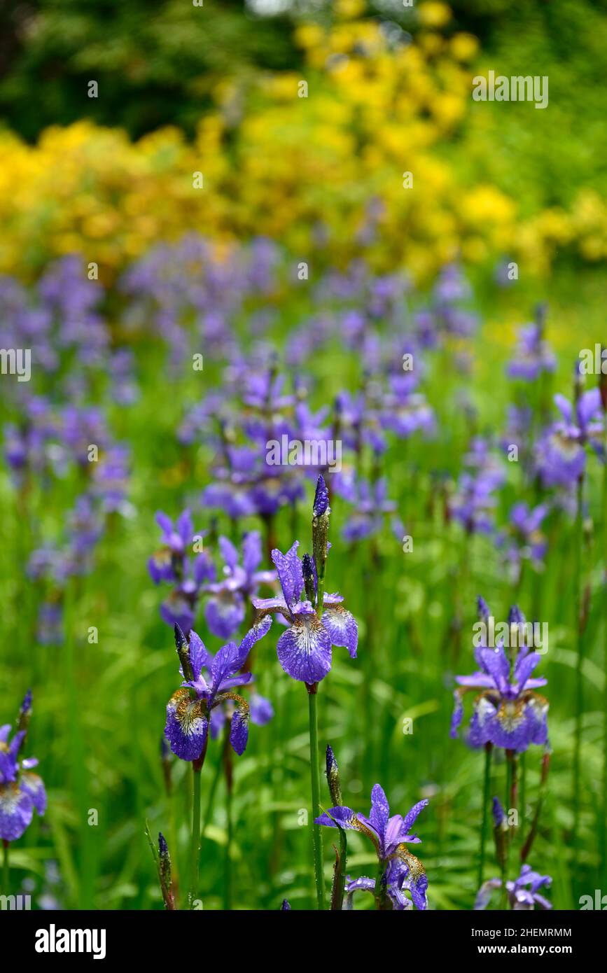 Iris sibérien, Iris sibirica,iris sibérien bleu,fleurs bleues,fond jaune,fleur,fleurs,fleurs,jardin,jardins,RM Floral Banque D'Images
