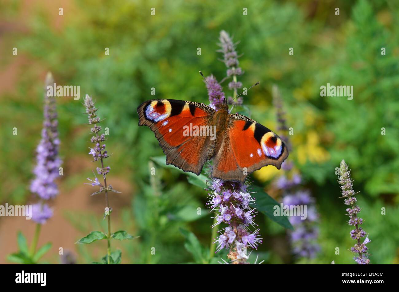 Le beau papillon de paon recueille le nectar sur une fleur de menthe poivrée dans son habitat naturel. Banque D'Images