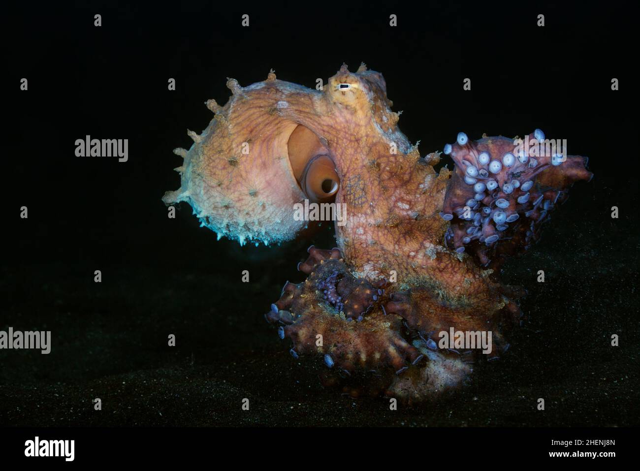 Octopus cyanoea, également connu sous le nom de grand poulpe bleu ou octopus de jour se déplace sur le fond sablonneux avec des sucer sur ses bras sont clairement visibles. Banque D'Images