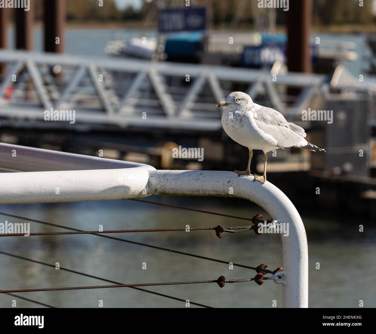 Mouette à bec circulaire assise sur une clôture dans le port maritime.Mise au point sélective, personne, photo de voyage. Banque D'Images