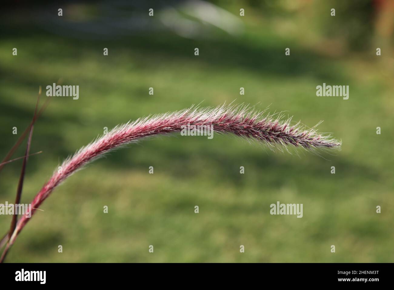 Plante velue appelée pourpre fontaine herbe.Gros plan et mise au point sélective. Banque D'Images