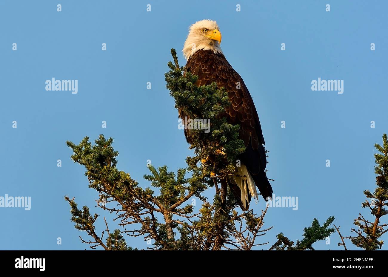 Un aigle à tête blanche adulte, Haliaeetus leucocephalus, perché au sommet d'un épicéa dans le parc national Jasper, Alberta, Canada. Banque D'Images