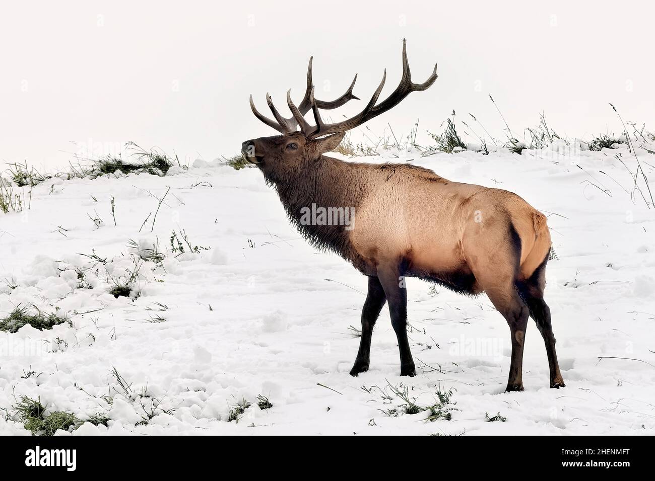 Un grand wapiti de taureau (Cervus elaphus), qui regarde par-dessus son épaule pendant la saison de la ruse dans les régions rurales du Canada de l'Alberta Banque D'Images