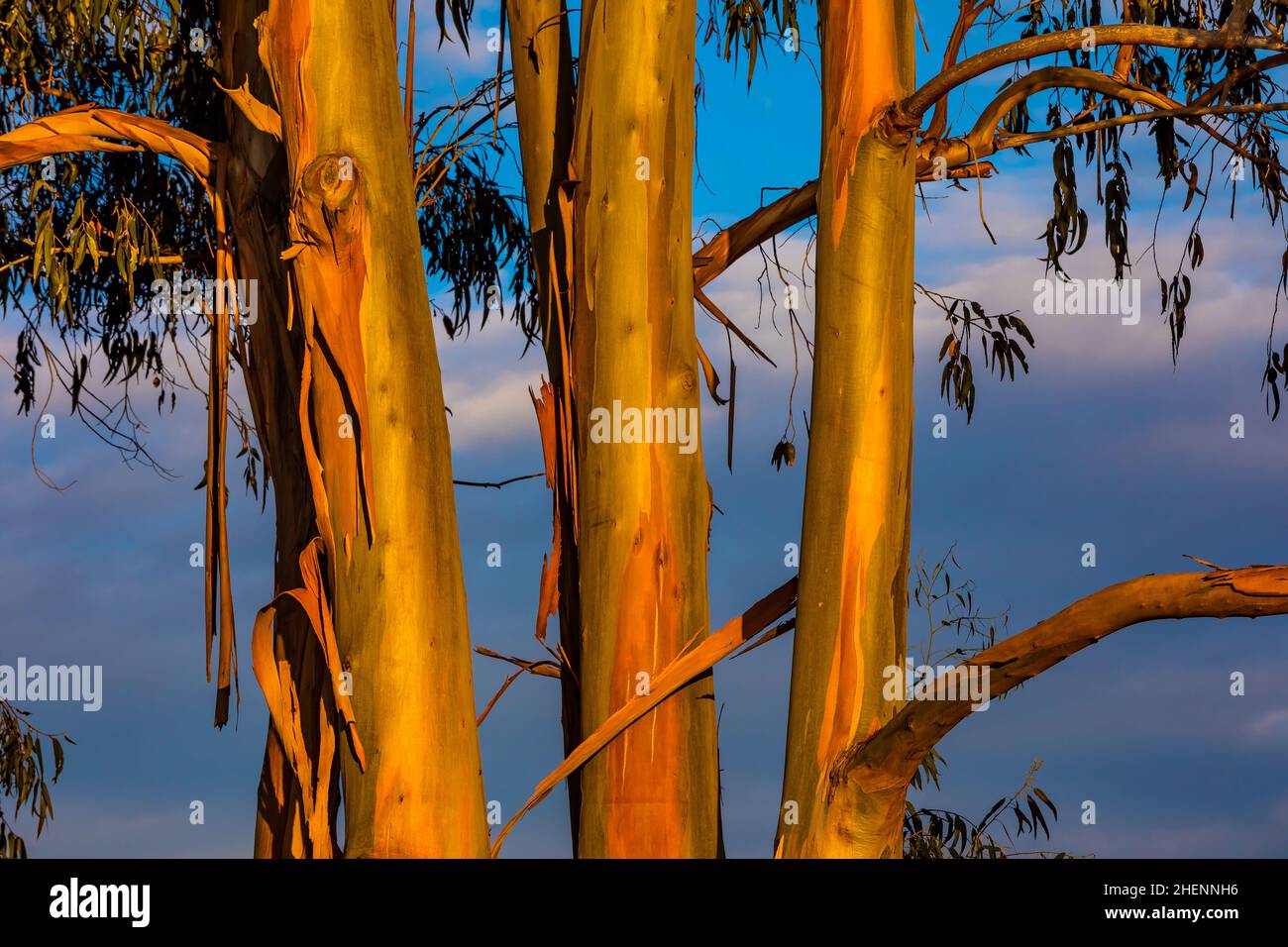 Tasmanian Blue Gum, Eucalyptus globulus, dans la lueur du coucher de soleil près de Pismo State Beach, Californie, États-Unis Banque D'Images