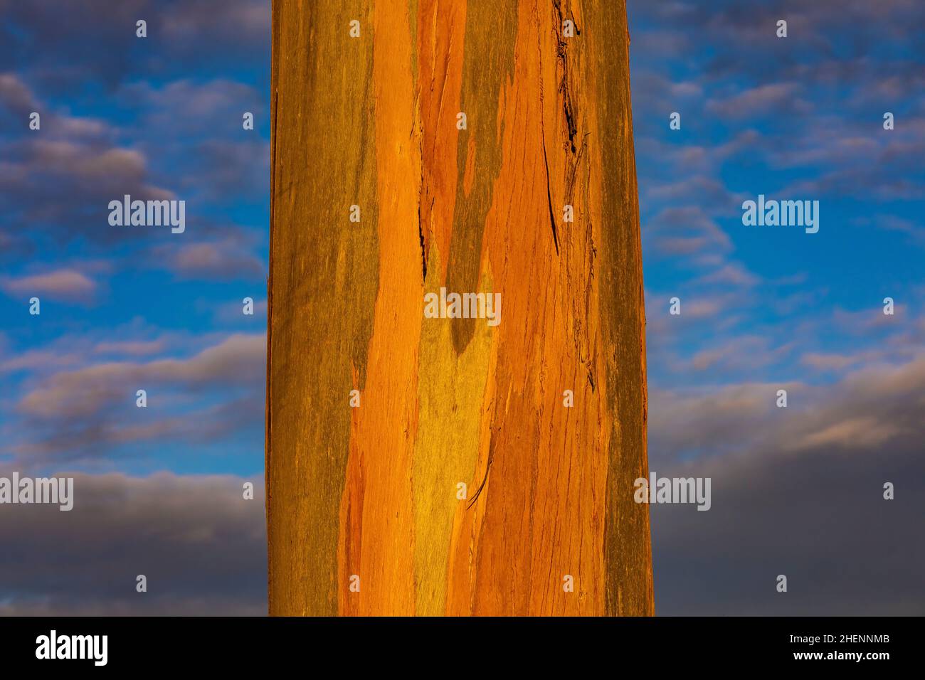 Tasmanian Blue Gum, Eucalyptus globulus, dans la lueur du coucher de soleil près de Pismo State Beach, Californie, États-Unis Banque D'Images