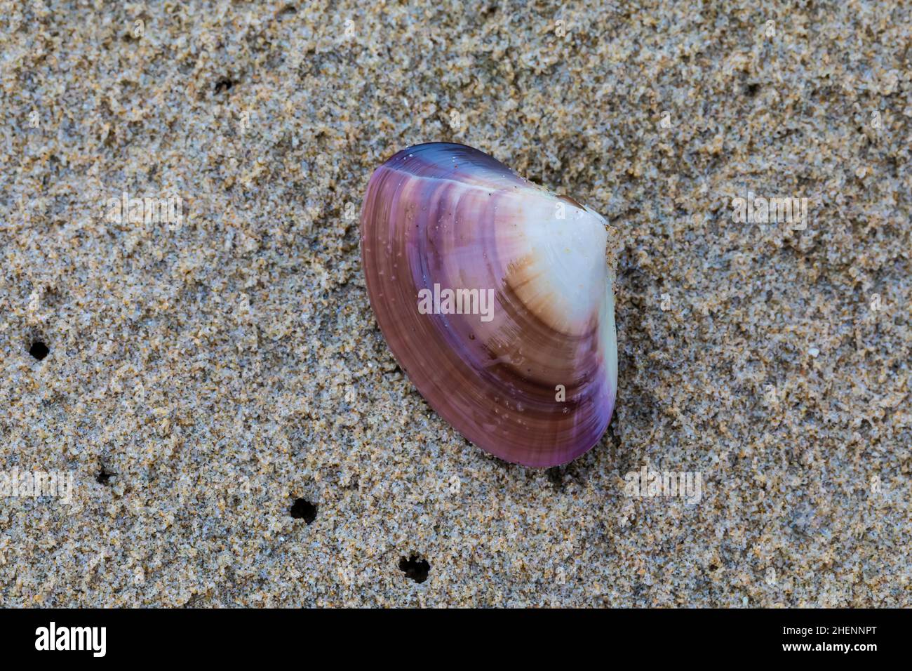 Petit Pismo Clam, Tivela stultorum, exposé sur la plage de sable, Pismo State Beach, Californie, Etats-Unis Banque D'Images