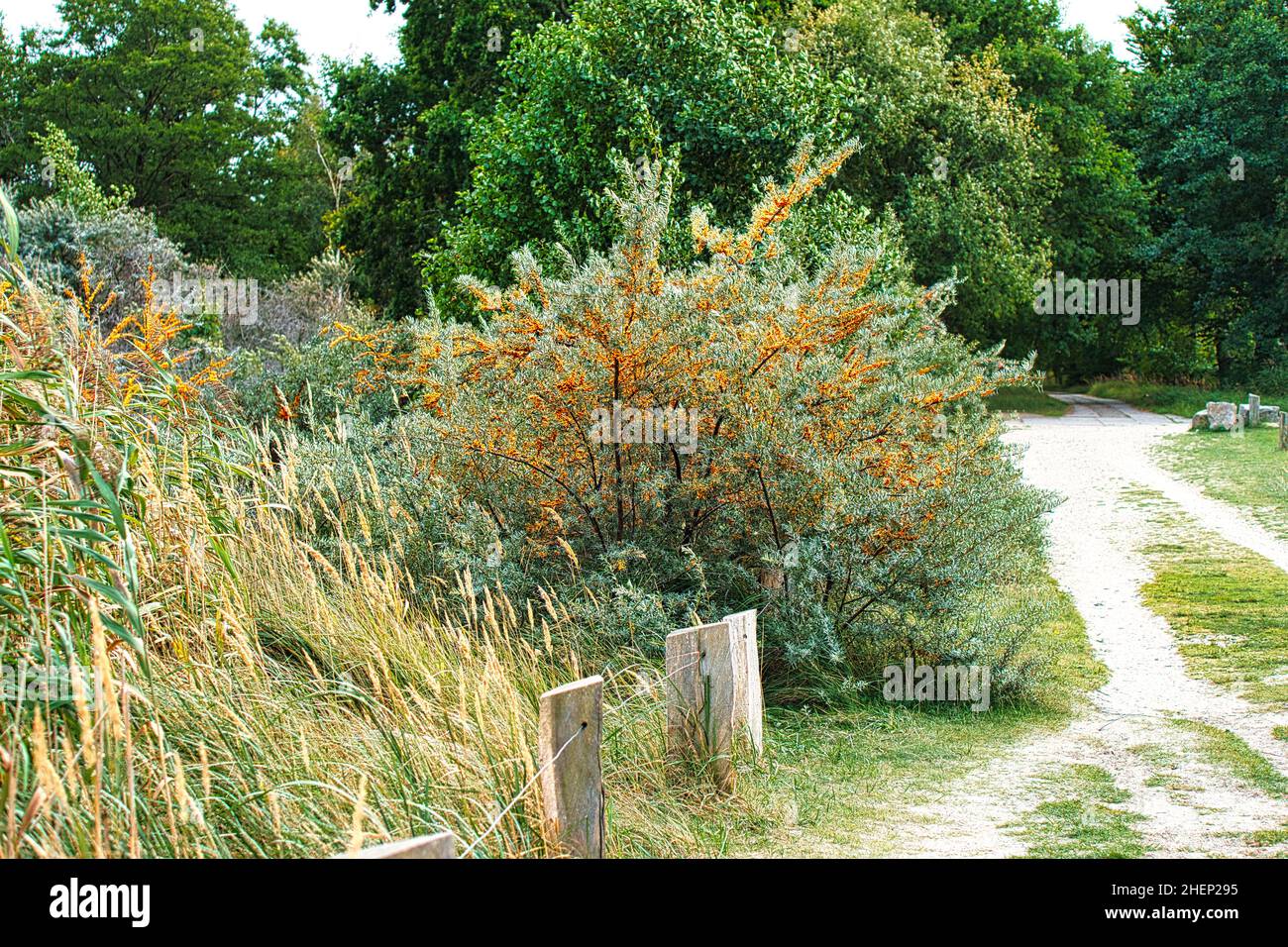 Buisson d'argousier sur la plage transition vers la mer Baltique.Les baies riches en vitamine C sont très saines.Les baies d'orange brillent au soleil. Banque D'Images