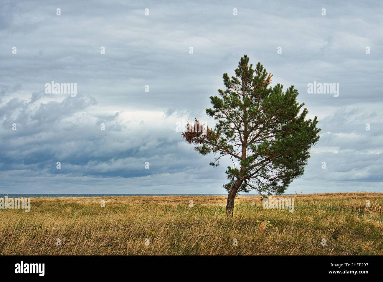 paysage au-dessus des dunes en automne avec un arbre solitaire. spectaculaire, nuageux et venteux. Banque D'Images