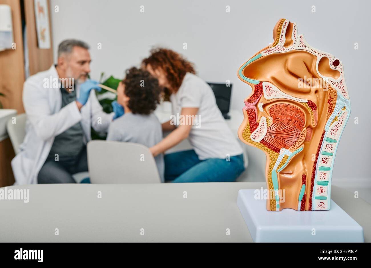 Diagnostic et traitement des maladies ORL.Modèle anatomique de cavité nasale et orale sur une table au-dessus de l'arrière-plan médecin effectuant un examen de gorge pour le patient Banque D'Images