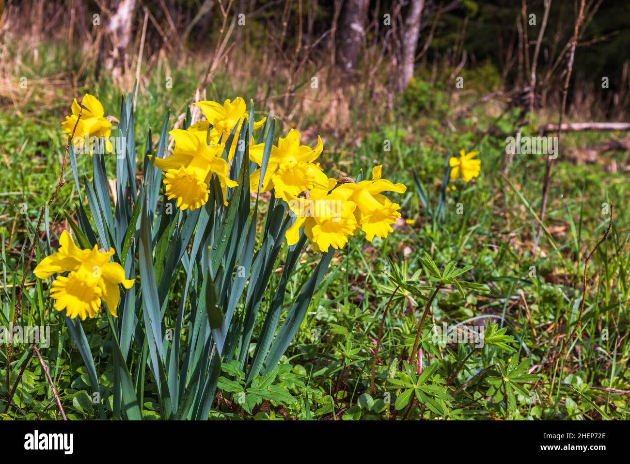 Fleurs de jonquille jaune au printemps Banque D'Images
