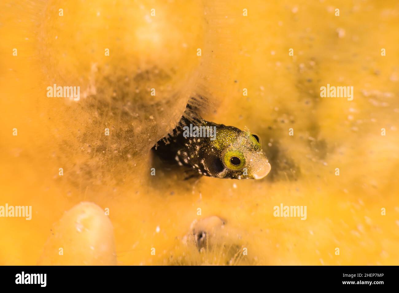 Gros plan, macro de poissons blenny dans le récif de la mer des Caraïbes, Curaçao Banque D'Images