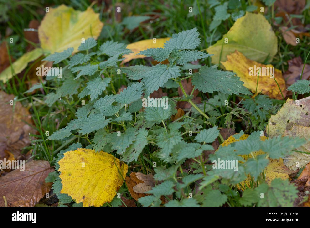 Brennnessel, grosse Brennnessel, Brennessel, Urtica dioica, la grande ortie, l'ortie, l'ortie commune, feuille d'ortie, la grande ortie, ortie dioïque, ortie Banque D'Images