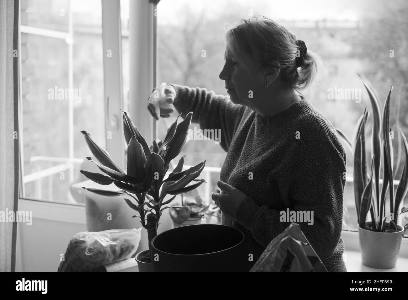 Femme prenant soin des plantes, pulvérisant une plante avec de l'eau pure à partir d'une bouteille de pulvérisation Banque D'Images