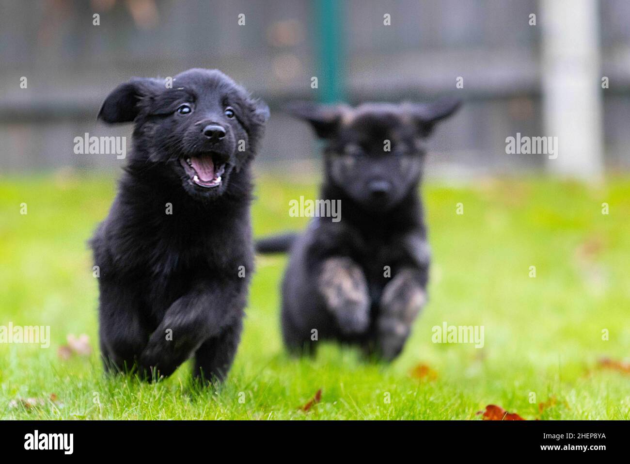 USAGE ÉDITORIAL EXCLUSIF Golden Retriever-German Shepherd mix les chiots, d'une portée de 16, assistent à un bilan de santé au Centre national des chiens guides de Leamington Spa, alors que la portée est l'anniversaire de Unity, un Berger allemand de trois ans établit un nouveau record pour le programme de reproduction de l'association de 60 ans.Date de publication : le mercredi 12 janvier 2022. Banque D'Images