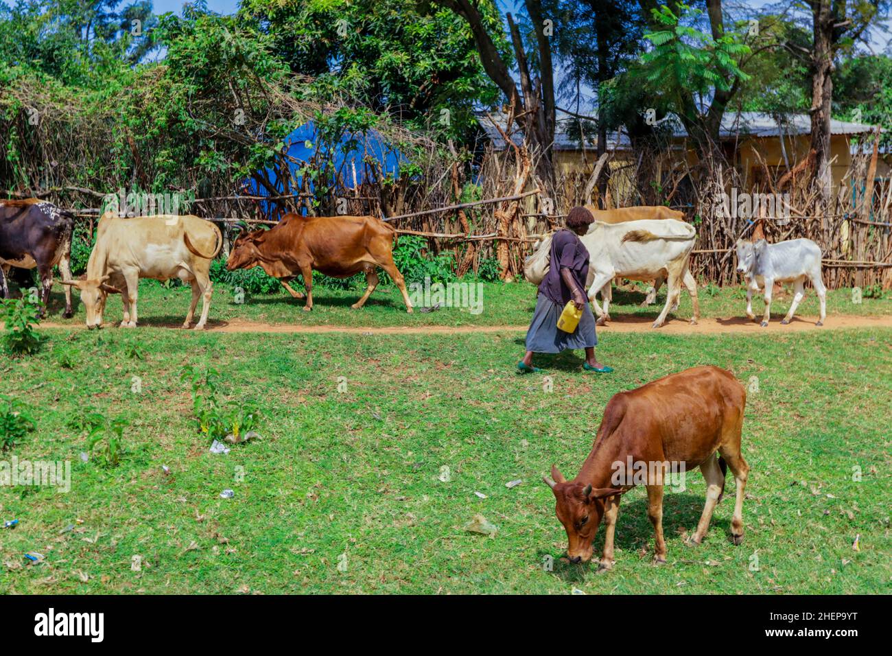 Berger et vaches sur la route africaine de l'herbe verte.Il va là où l'herbe verte pousse pour trouver la nourriture pour les vaches. Banque D'Images