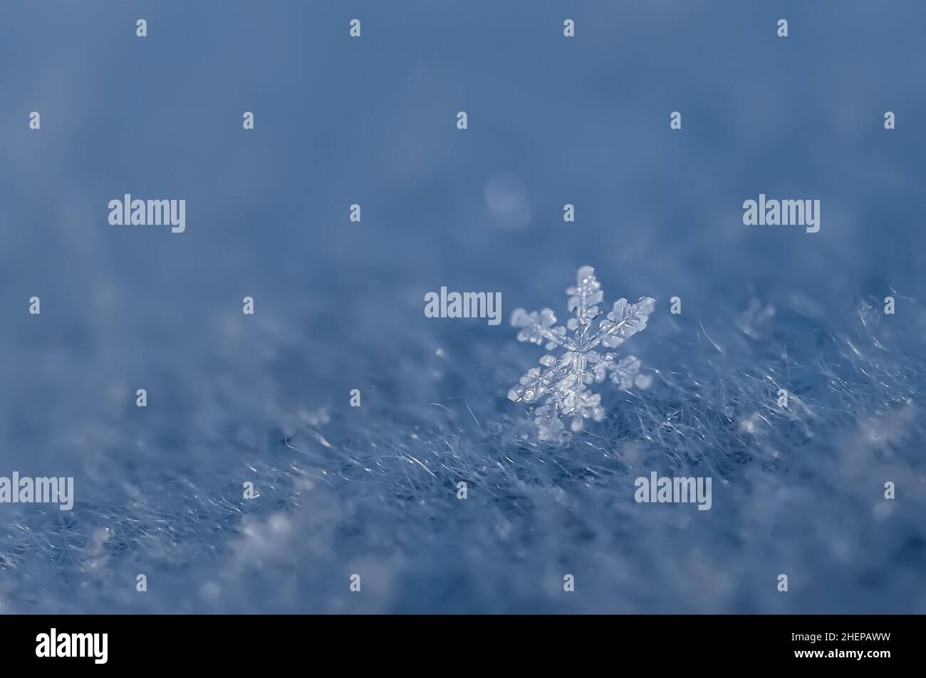 gros plan extrême des flocons de neige Banque D'Images