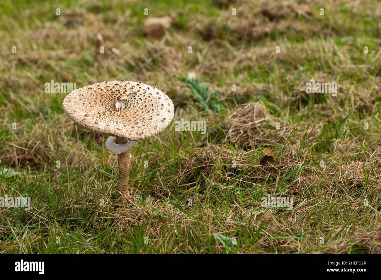Gros plan d'un seul Mushroom Macrolepiota Procera Parasol pris en octobre dans les bois à Bowood House and Gardens, Wiltshire, Angleterre, Royaume-Uni Banque D'Images
